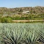 Tequila Tasting