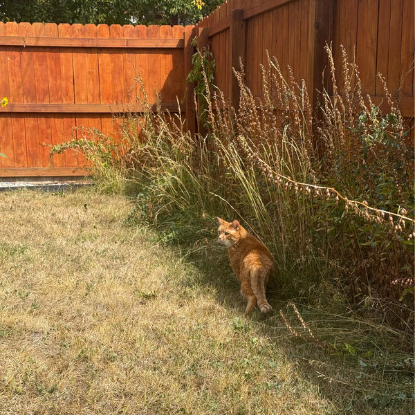 Backyard fund (Venmo)