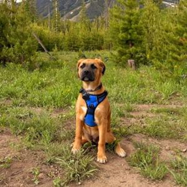 Pet Treats and Toys for Biscuit