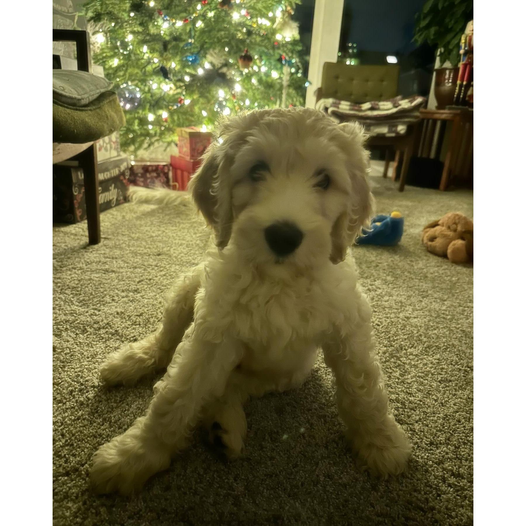 Gus - the newest addition to the family