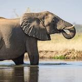 Aquila Game Reserve Safari