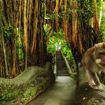 Sacred Monkey Forest Sanctuary