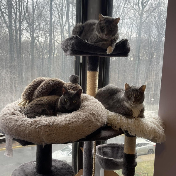 Help us spoil our fur babies
