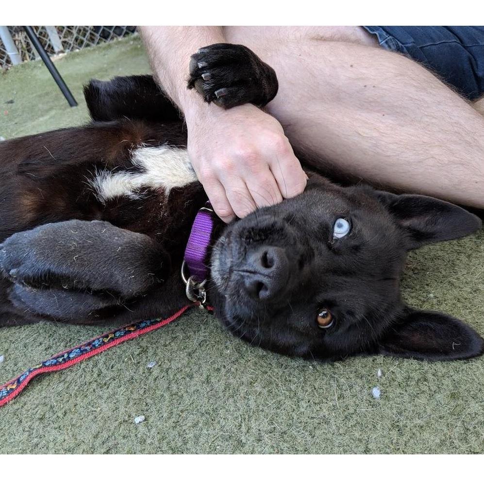 Trixie first falling in love with AJ at the Humane Society!