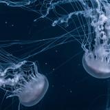 New England Aquarium