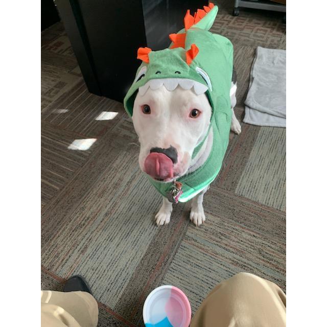 Life is better with a dog