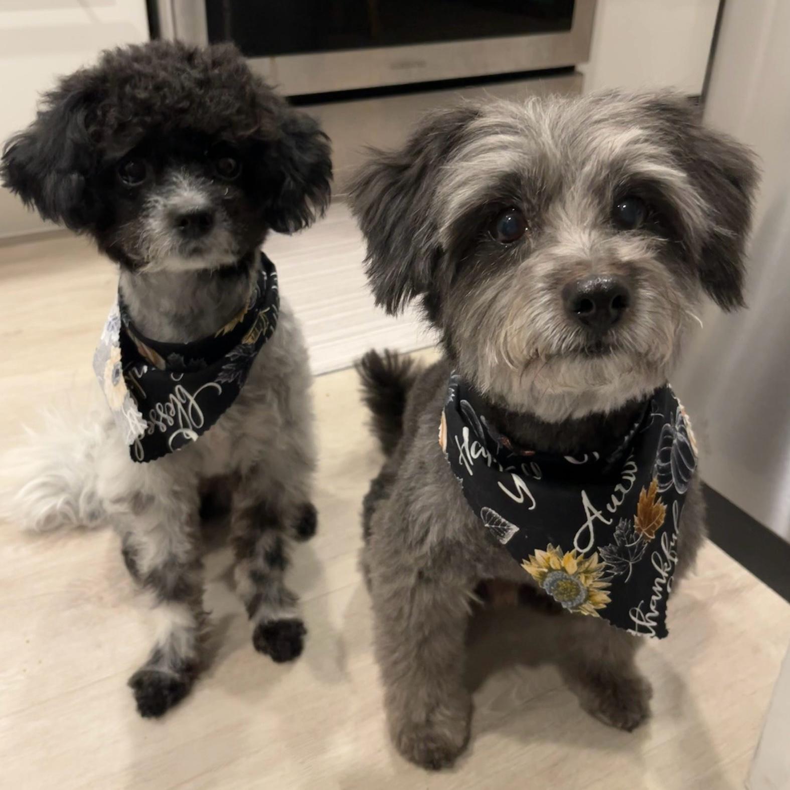 Dog Treats, Bones and Dinners
