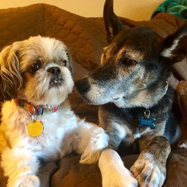 Donate | Classic Canines, Inc