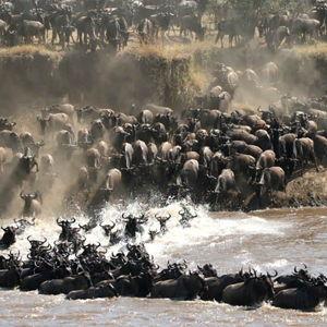 Masai Mara Safari