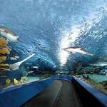 Ripley's Aquarium of Myrtle Beach