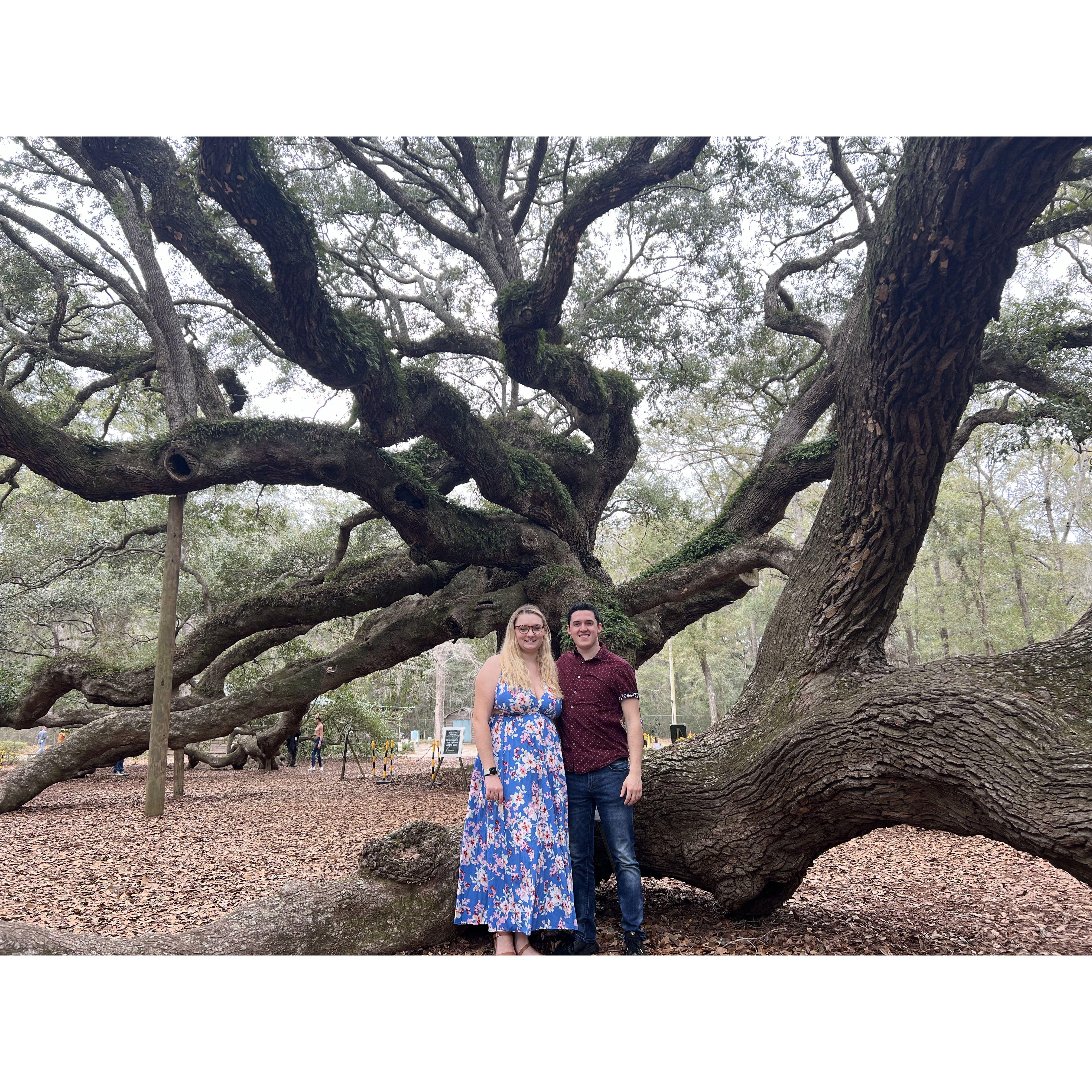 Angel Oak Tree