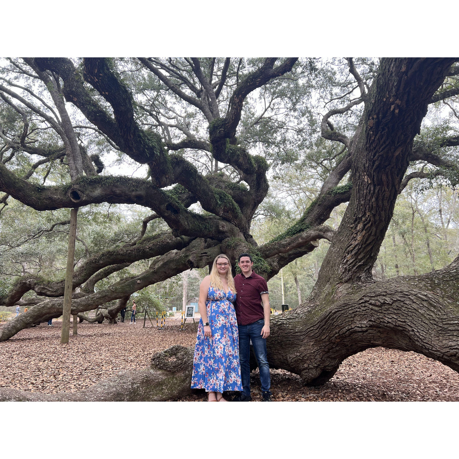 Angel Oak Tree