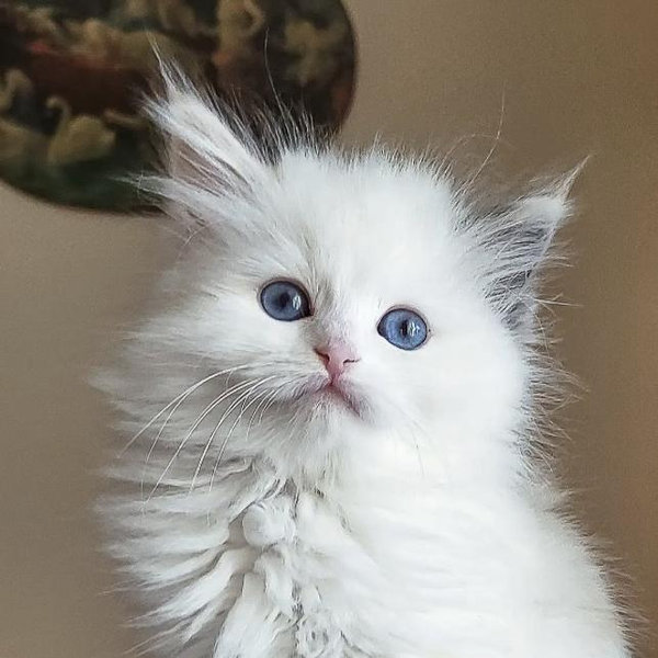Hypoallergenic Cat Fund