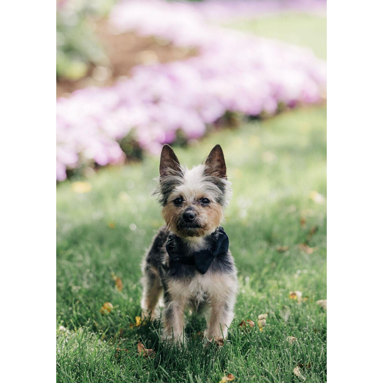 Our dog, Cricket!