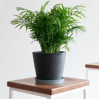 Parlor Palm