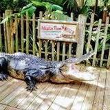 St. Augustine Alligator Farm Zoological Park
