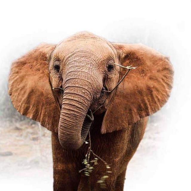 Help us Adopt an Elephant for a Year! Sheldrick Wildlife Trust