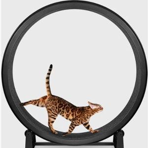 ONE FAST CAT Gen 7 Cat Exercise Wheel, Black with Black Felt Pads - Chewy.com
