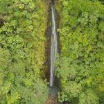 Manoa Falls Hike