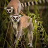 Zootastic Park