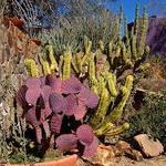 Tohono Chul