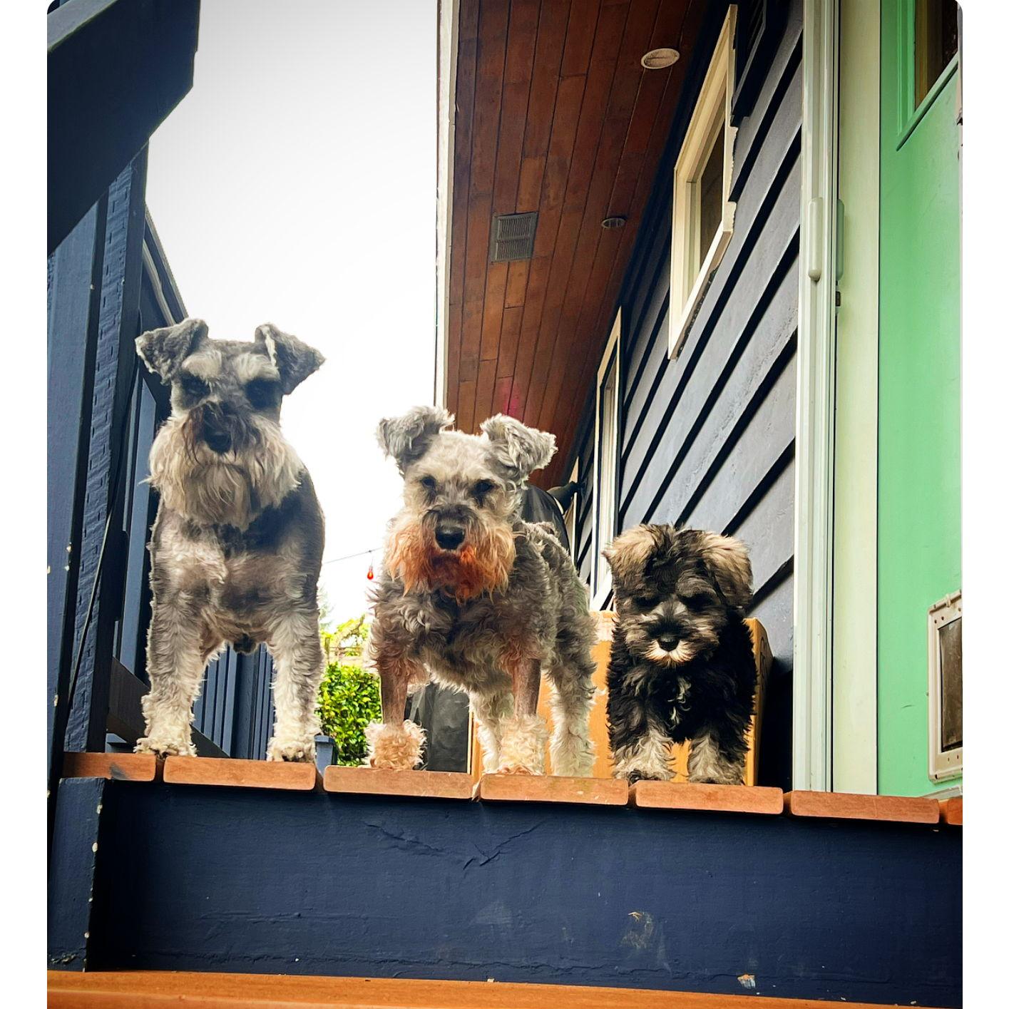 Our boys!