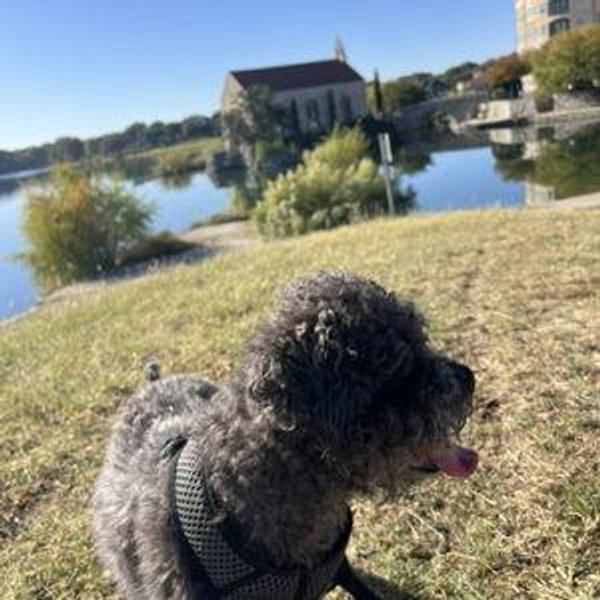 Our Pet Toy Fund