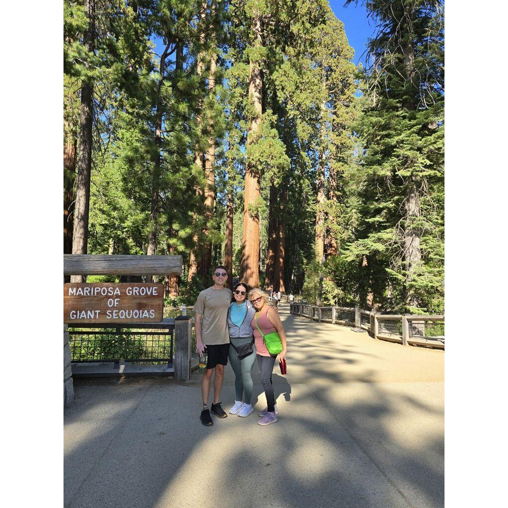 Many of these trees in the background of Yosemite National Park are over 1,000 years old- The Mariposa Grove