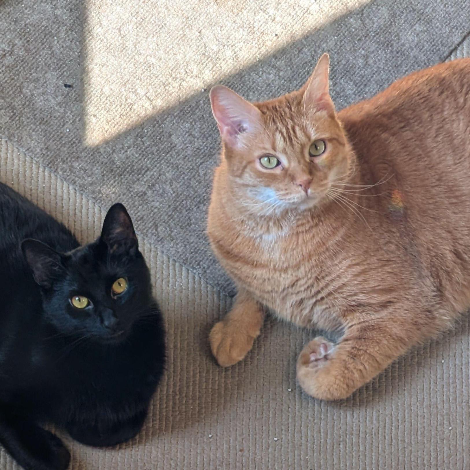 Oliver & Basil are now best friends!