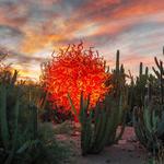 Desert Botanical Garden