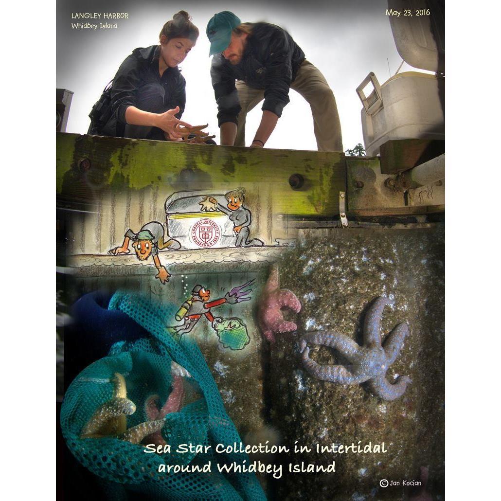 That one time when we went seastarfishing and were drawn into cartoon scientists... Langley Harbor, WA