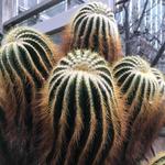 United States Botanic Garden