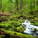Olympic National Park