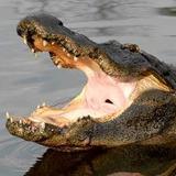 Gatorland