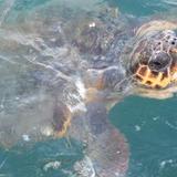 Giant sea turtles in Argostoli Harbour