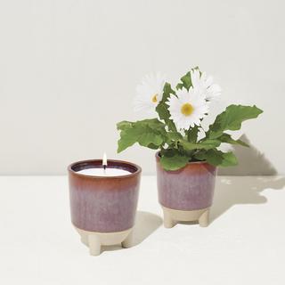 Glow & Grow Kit