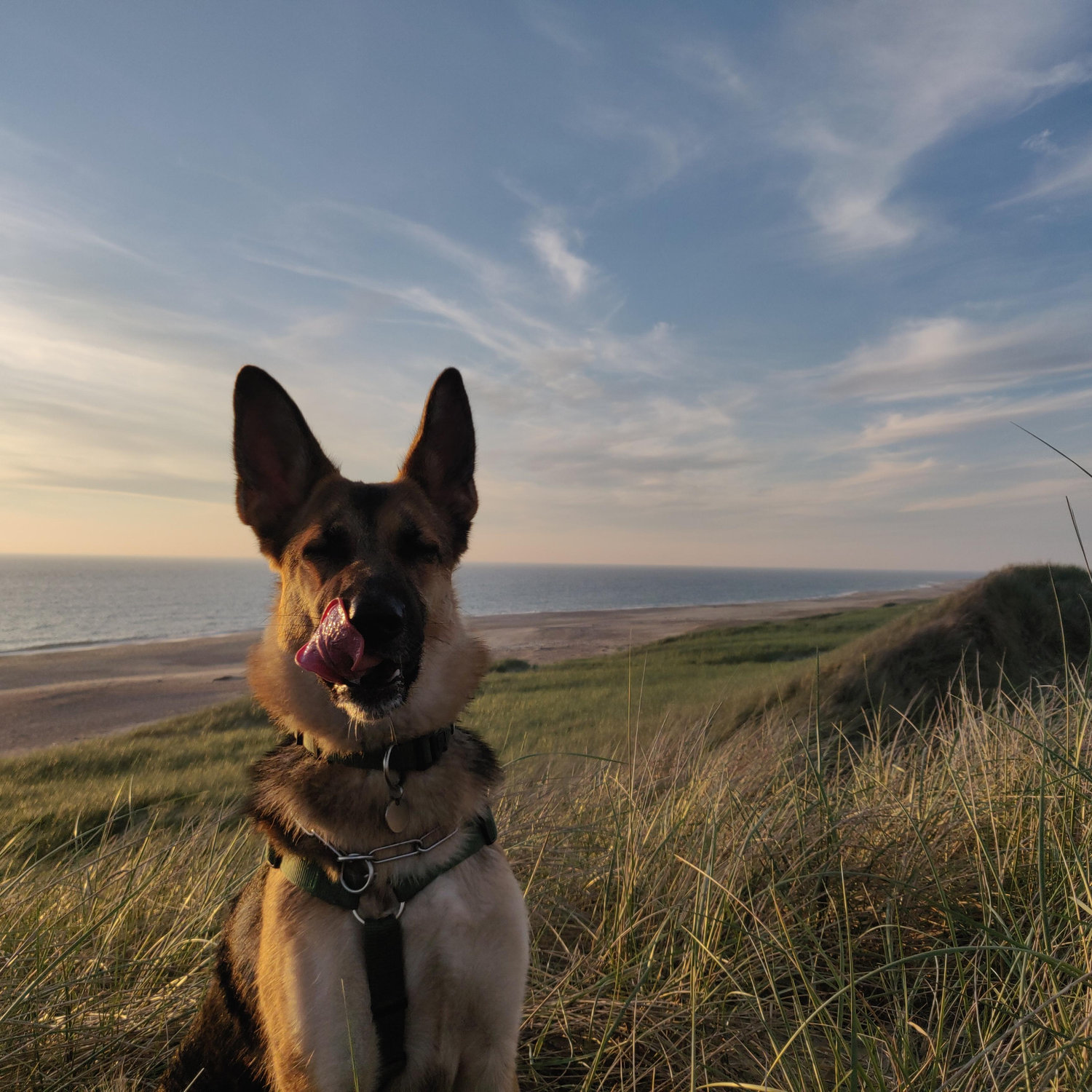 Notre chien aurait plus de like sur Insta que nous