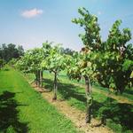 Jules J Berta Vineyards