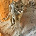 Phoenix Zoo