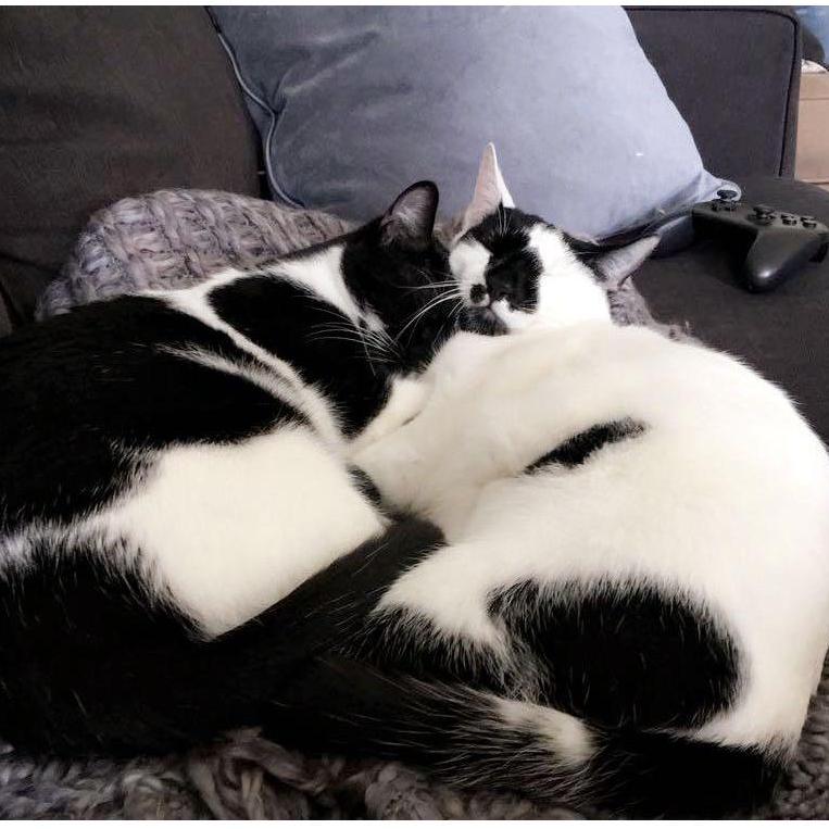 Our Kitties: Monty and Sim <3