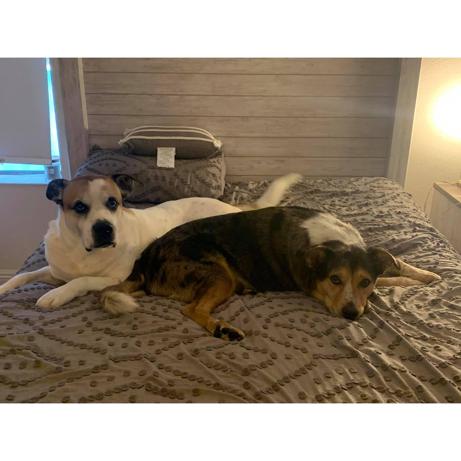 Love our furbabies!