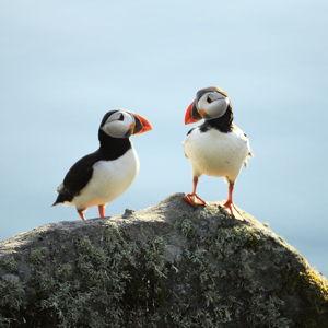 Honeymoon whale watching & Puffins in Skjálfandi Bay!