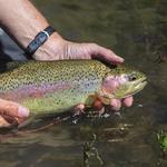 Rainbow Trout Farm