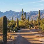 Saguaro National Park