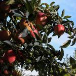 Huber's Orchard and Winery