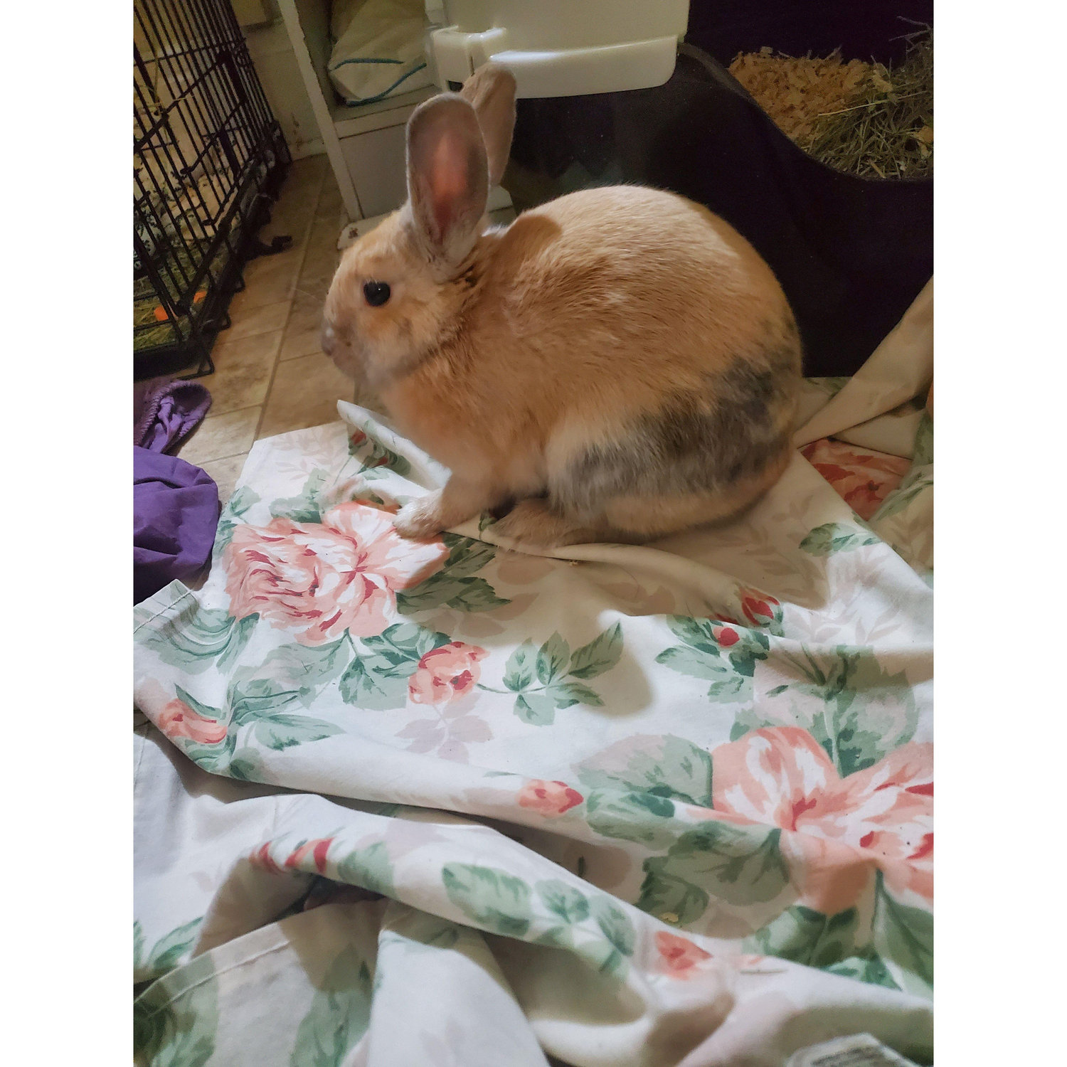 When we bought home lilly, when we first moved in together.