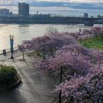 Tom McCall Waterfront Park/Esplanade