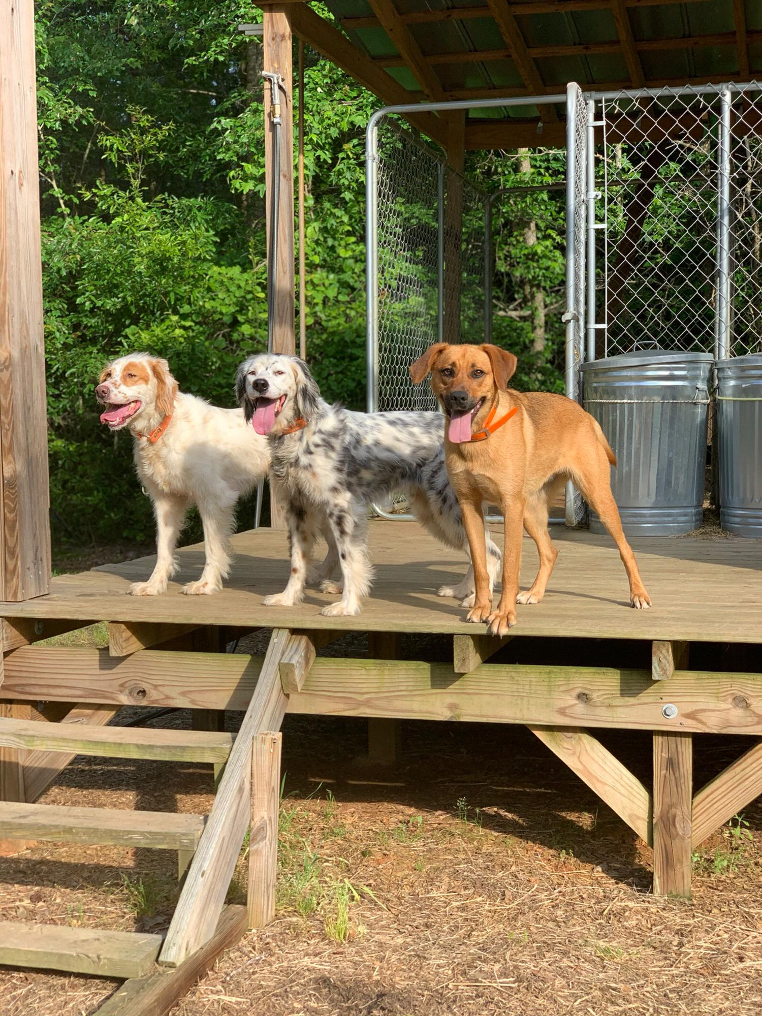 Peachy, Patsy & NanaRoo