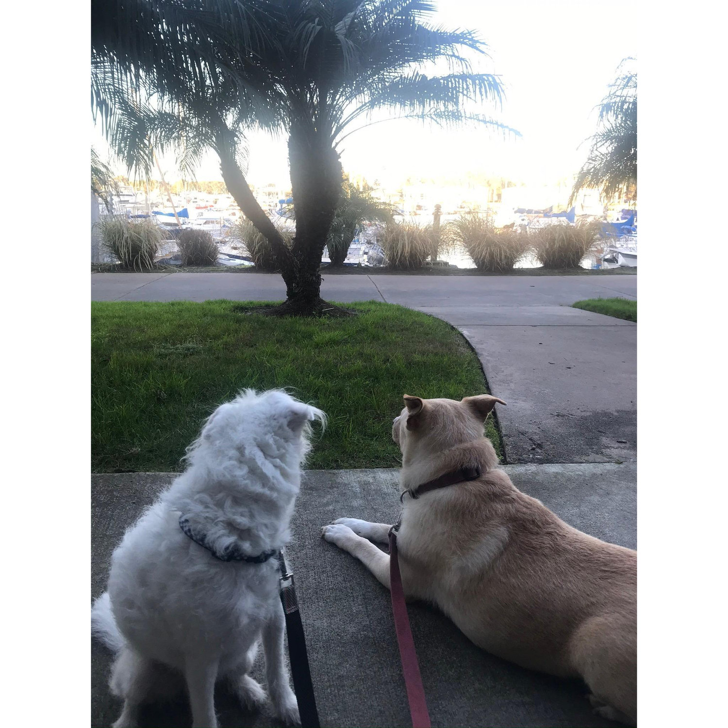 Luxury Pups in San Diego