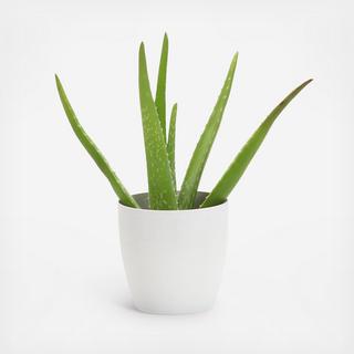 Aloe Vera Plant